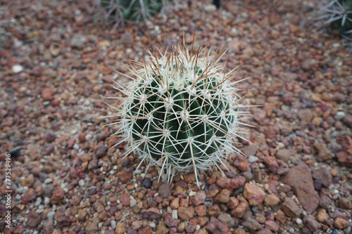 Echinocactus grusonii  the golden barrel cactus  golden ball or mother-in-law s cushion  is a well known species of cactus