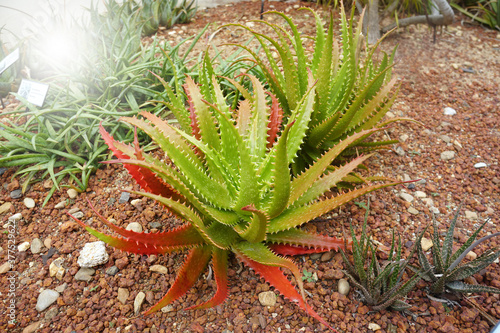 Aloe dorotheae or Sunset Aloe is an eye-catching succulent that forms rosettes of shiny, yellowish-green leaves that turn to orange-red in full sun. Arid Plants. photo