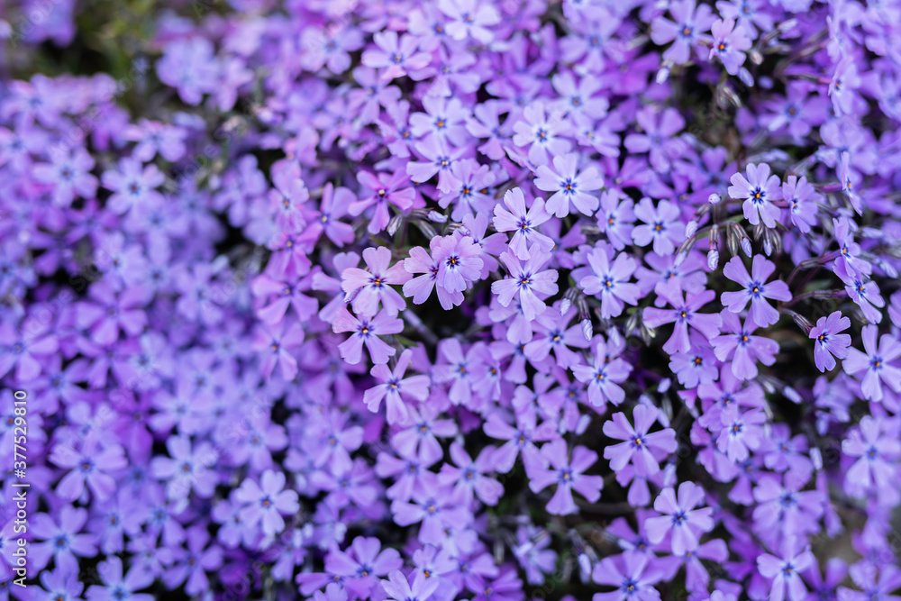 Phlox subulata flowering carpen in springtime garden, creeping purple pink flowers in bloom, mountains plant Phlox subulata flowering carpen in springtime garden, creeping purple pink flowers in bloom, mountains plant