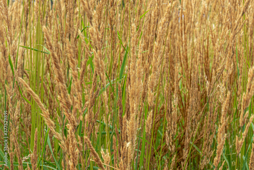 Fototapeta premium The background of natural plants