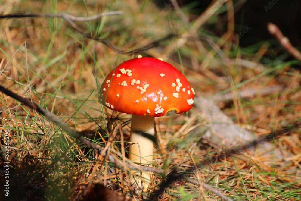 red toadstool in the forest on forest litter red toadstool in the forest on forest litter