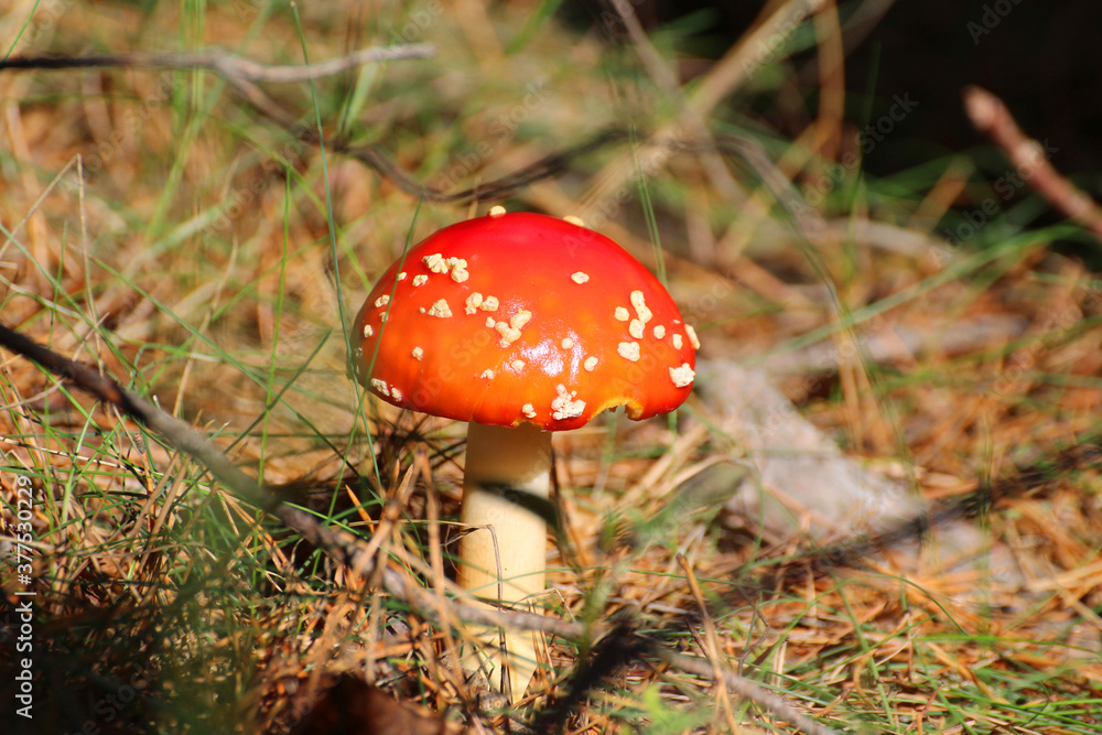 red toadstool in the forest on forest litter