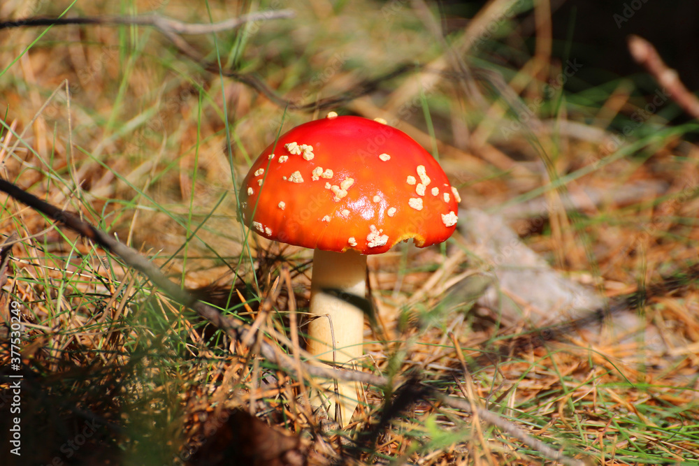 toadstool in the forest toadstool in the forest
