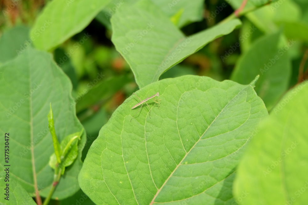 カマキリの子供 カマキリの子供