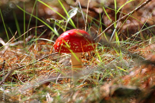 red toadstool in the forest on forest litter