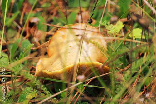 a large mushroom growing in the grass at the edge of the forest