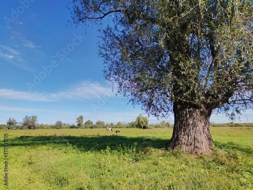tree among the green field against the blue sky on a sunny day