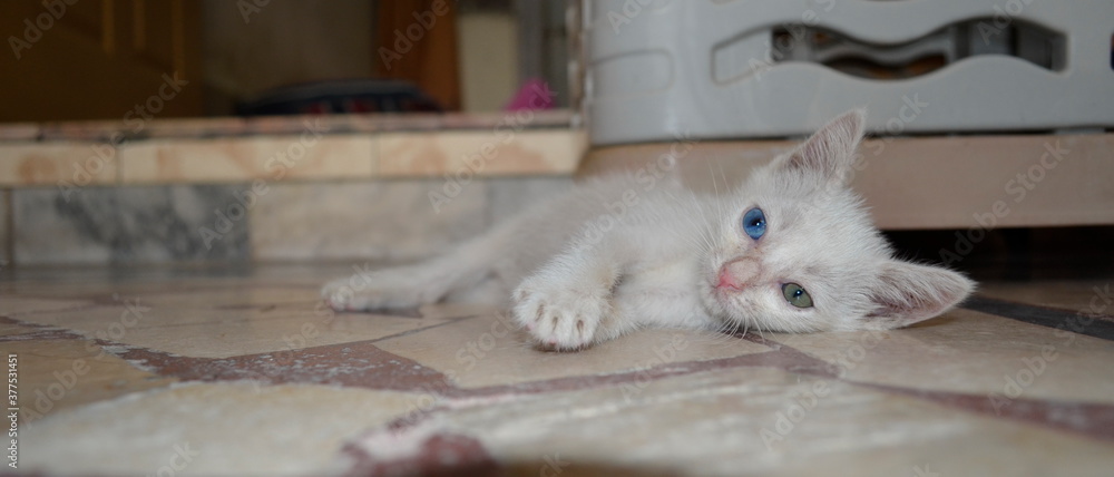 My Turkish Angora Kitten with odd eyes!