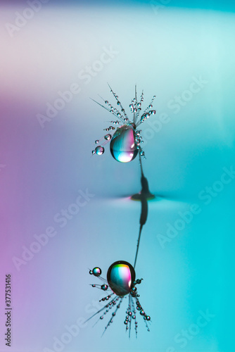 Dandelion seed covered in water drops
