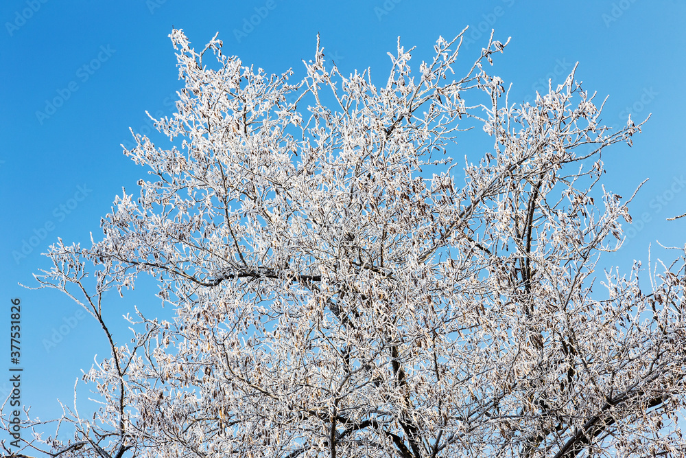 Branch covered with hoarfrost. Winter snowy Christmas scene. branches are covered with frost wonders. calm blurry snow flakes winter time background with copy space. In winter. New Year Branch covered with hoarfrost. Winter snowy Christmas scene. branches are covered with frost wonders. calm blurry snow flakes winter time background with copy space. In winter. New Year