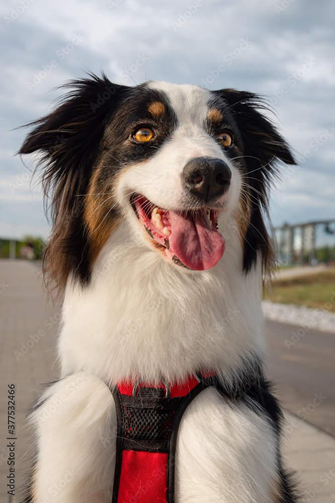Portrait of Australian Shepherd dog while walking outdoors. Beautiful adult purebred Aussie Dog in the city.