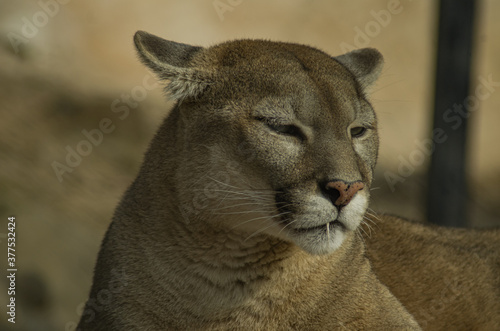 Puma also Cougar are powerfully built large slender cats, large paws & sharp claws. Have a plain colored fur ranging from tawny to silver grey. Muzzle stripes, area behind ears, & Tip of tail is black