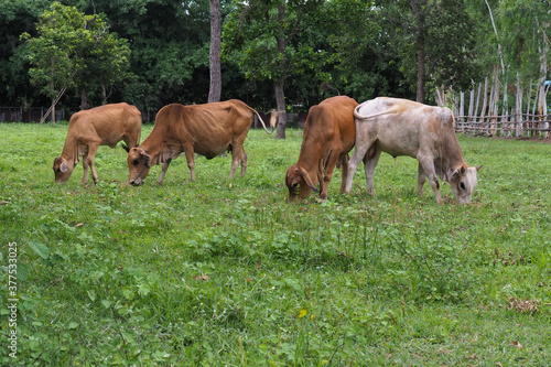 A skinny cow is eating grass.