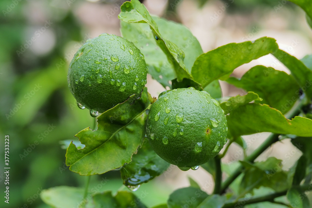 Fresh green lemons attached to the branches are lime from Thailand. And there are drops of water on the lemon. Fresh green lemons attached to the branches are lime from Thailand. And there are drops of water on the lemon.