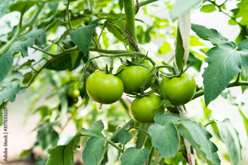 green tomatoes grow in the greenhouse, harvest