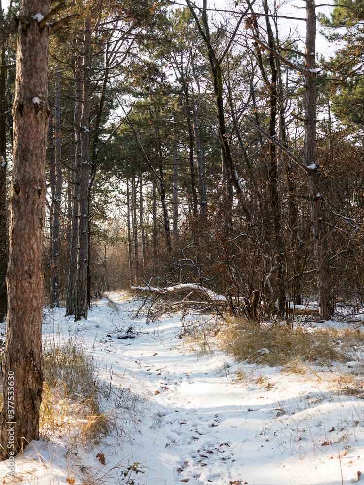 Sunset in winter forest. Winter snow-covered trees. Landscape winter forest with trees covered snow. Sunset in winter forest. Winter snow-covered trees. Landscape winter forest with trees covered snow.