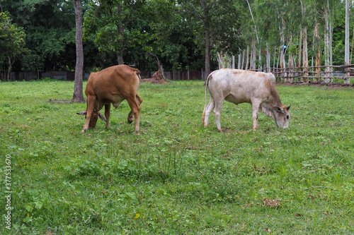 White cows and brown cows are eating grass.
