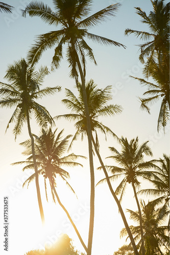 Palm trees in the setting sun