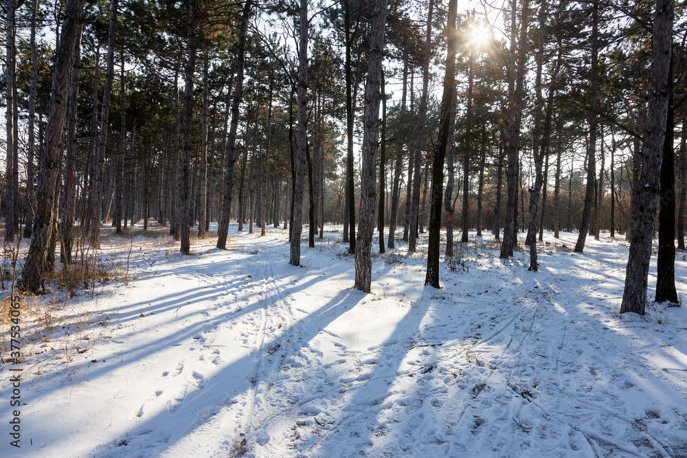 Sunset in winter forest. Winter snow-covered trees. Landscape winter forest with trees covered snow. Sunset in winter forest. Winter snow-covered trees. Landscape winter forest with trees covered snow.