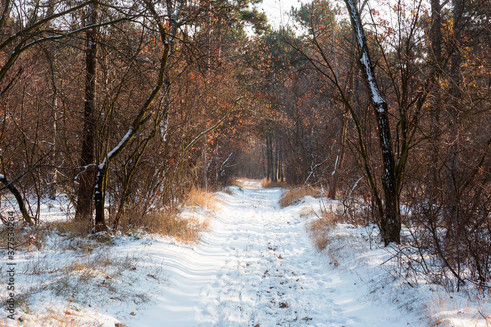 Sunset in winter forest. Winter snow-covered trees. Landscape winter forest with trees covered snow. Sunset in winter forest. Winter snow-covered trees. Landscape winter forest with trees covered snow.