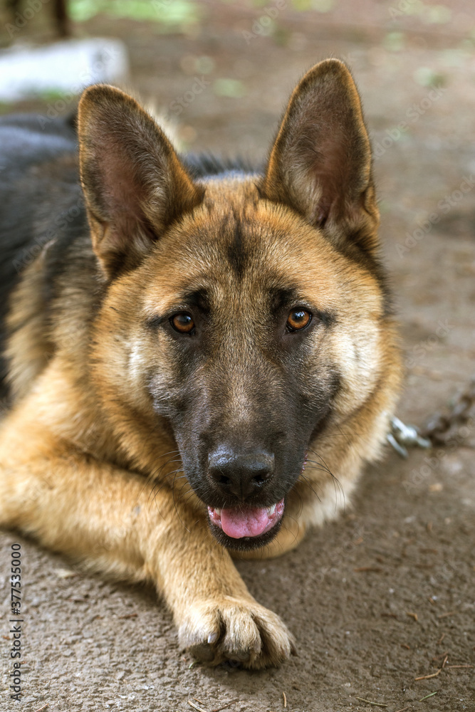 German Shepherd, young East European Shepherd, German Shepherd on the grass, a dog in the park attentively looks into camera. Portrait of young dog with an attentive gaze watching camera German Shepherd, young East European Shepherd, German Shepherd on the grass, a dog in the park attentively looks into camera. Portrait of young dog with an attentive gaze watching camera