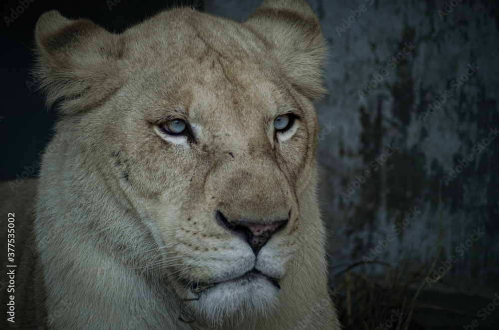Obraz premium The White Lioness! They are not Albinos, its a rare color mutation, they vary from blonde to near-white, they were thought to be indigenous to the Timbavati region of South Africa.