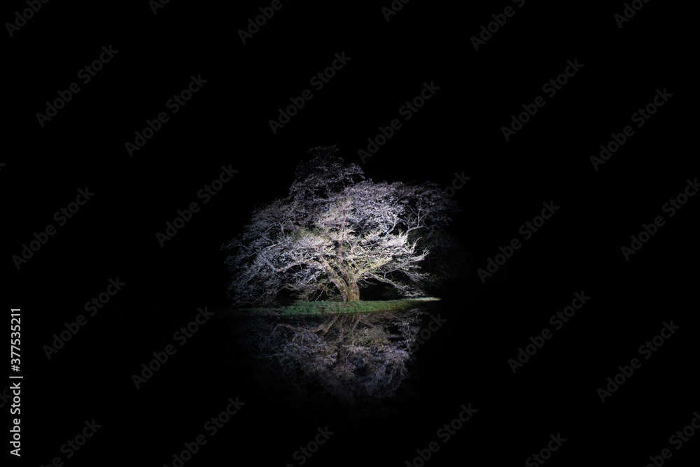 Fototapeta premium 水面に映る桜の木