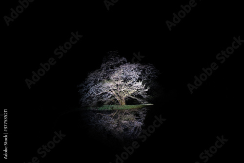 水面に映る桜の木