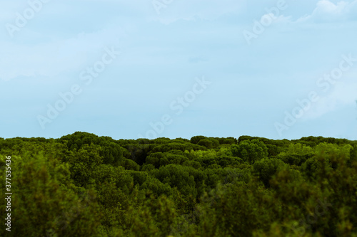 NON-URBAN LANDSCAPE OF GREEN TREE CUPS AND LARGE FOLIAGE WITH LIGHT BLUE SKY BACKGROUND