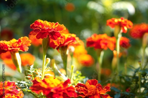 Marigold. Bright beautiful flowers. Chernobrivtsy. © Sagittarius_13