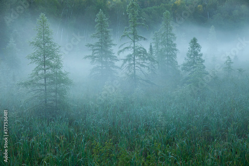 Pine trees in morning mist in northern Minnesota