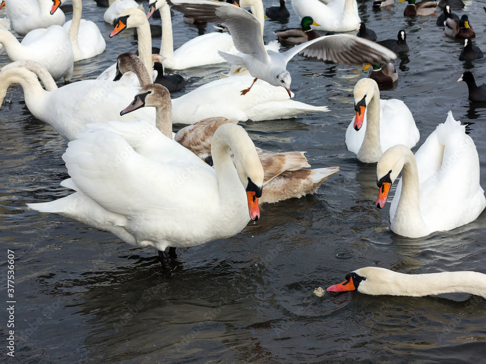 Obraz premium In winter, white swans and seagulls swim in sea. Sea swans, gulls and ducks in winter in coastal waters. Feeding hungry seabirds in winter.