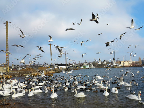 In winter, white swans and seagulls swim in sea. Sea swans, gulls and ducks in winter in coastal waters. Feeding hungry seabirds in winter. © Elena