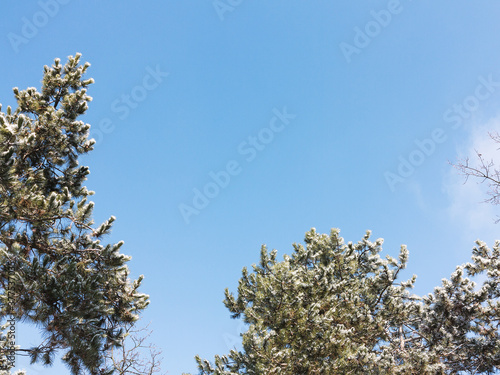 Snow covered pine tree branches with sun shine against clear blue winter sky. Winter background. Snow on branch of luxurious pine with long needles against cloudless sky.Nature concept for design