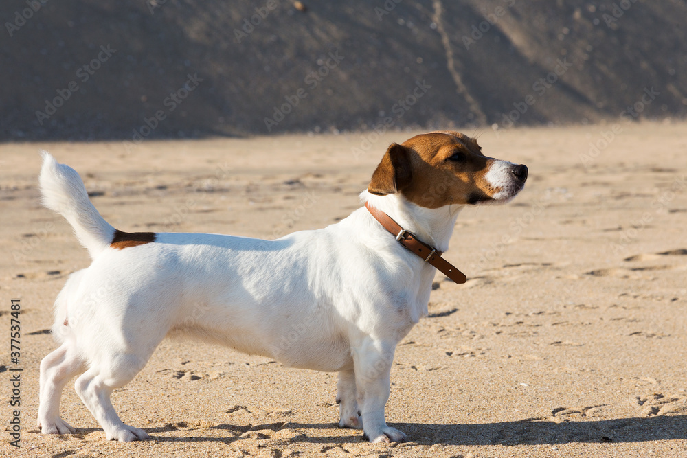 Dog breed Jack Russell Terrier on the yellow sand close-up. Background ideal for any design Dog breed Jack Russell Terrier on the yellow sand close-up. Background ideal for any design