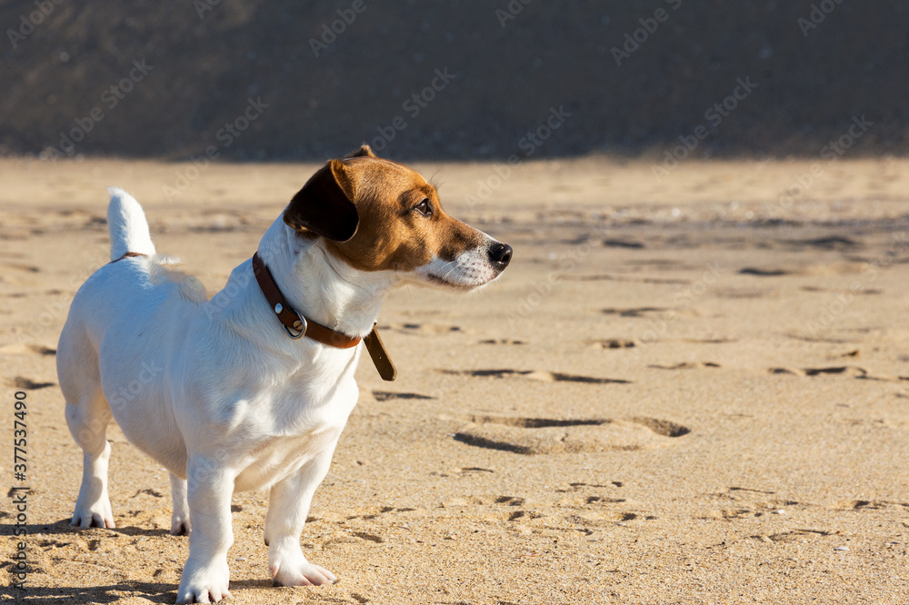 Dog breed Jack Russell Terrier on the yellow sand close-up. Background ideal for any design Dog breed Jack Russell Terrier on the yellow sand close-up. Background ideal for any design