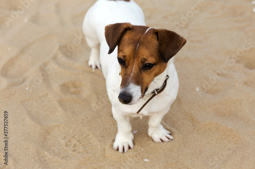 Dog breed Jack Russell Terrier on the yellow sand close-up. Background ideal for any design