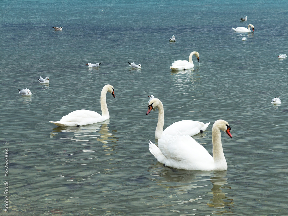 In winter, white swans and seagulls swim in sea. Sea swans, gulls and ducks in winter in coastal waters. Feeding hungry seabirds in winter. In winter, white swans and seagulls swim in sea. Sea swans, gulls and ducks in winter in coastal waters. Feeding hungry seabirds in winter.
