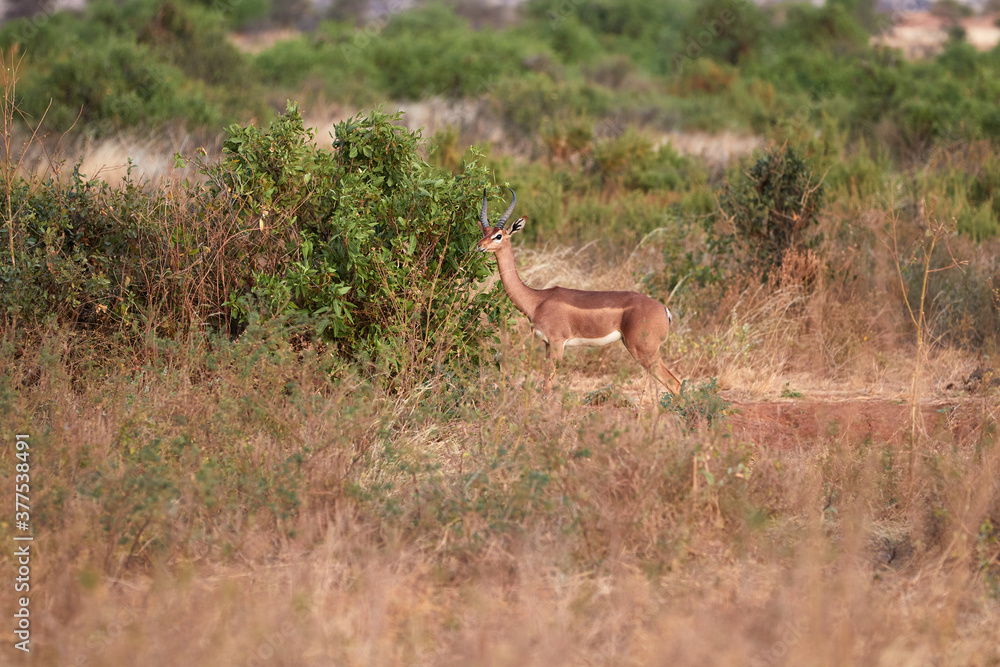 Naklejka premium Generuk standing in the grass