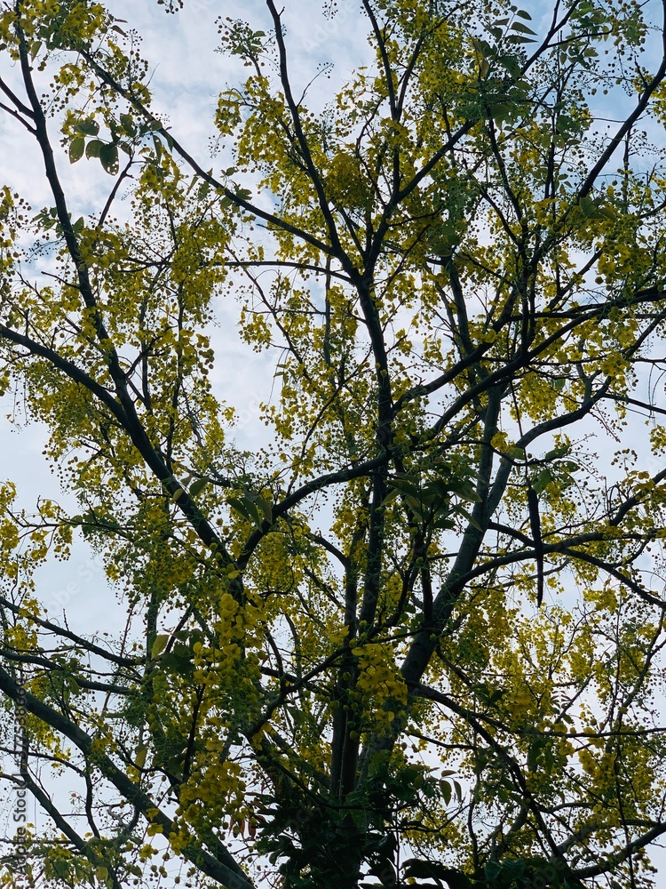 Obraz premium a tree with flowers and leafs