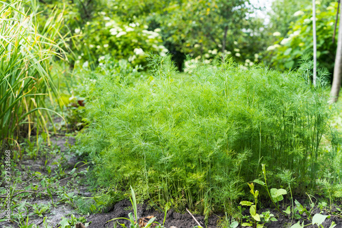 fresh dill grows in the garden in large quantities