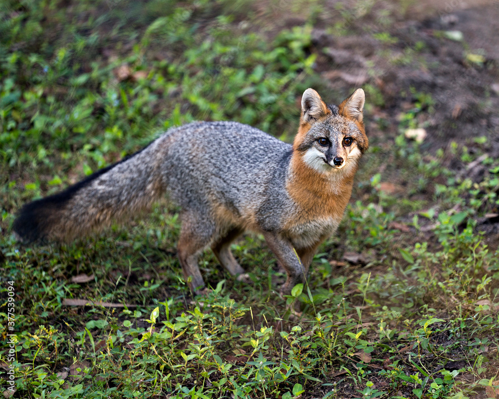 Grey fox Stock Photo. Walking in a field, displaying fur, bushy tail, body, head, ears, eyes, nose, tail with a blur green background and foliage in its habitat and environment. Image. Picture. Grey fox Stock Photo. Walking in a field, displaying fur, bushy tail, body, head, ears, eyes, nose, tail with a blur green background and foliage in its habitat and environment. Image. Picture.