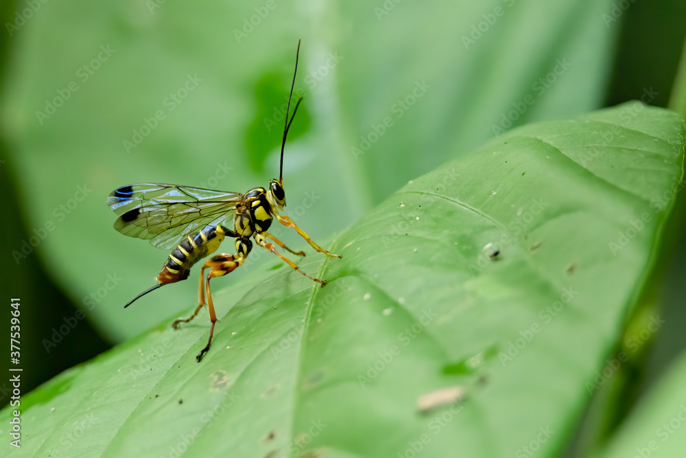 A parasitoid wasp isolated perching on a green leaf A parasitoid wasp isolated perching on a green leaf