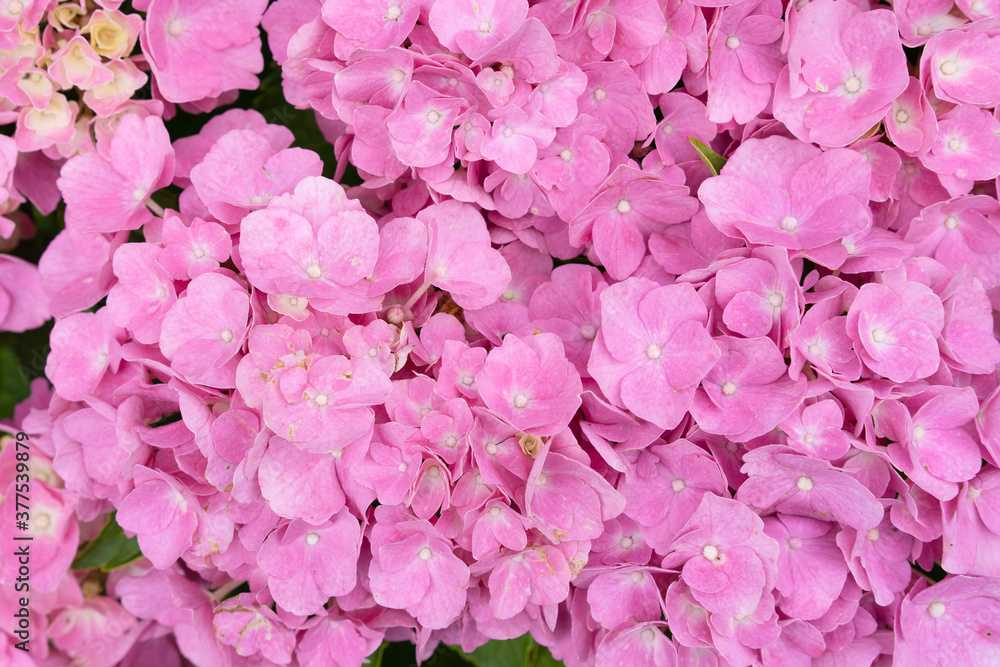 Close-up of pink hydrangea flower, holiday concept, greeting card