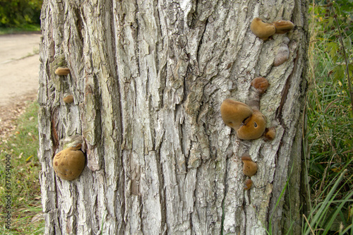 Lots of small yellow chaga mushrooms on a thick living tree. Medicinal mushrooms. photo