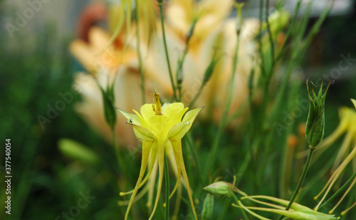 Yellow flower catchment close-up Aquil  gia. The background is blurred. Astractation. Background