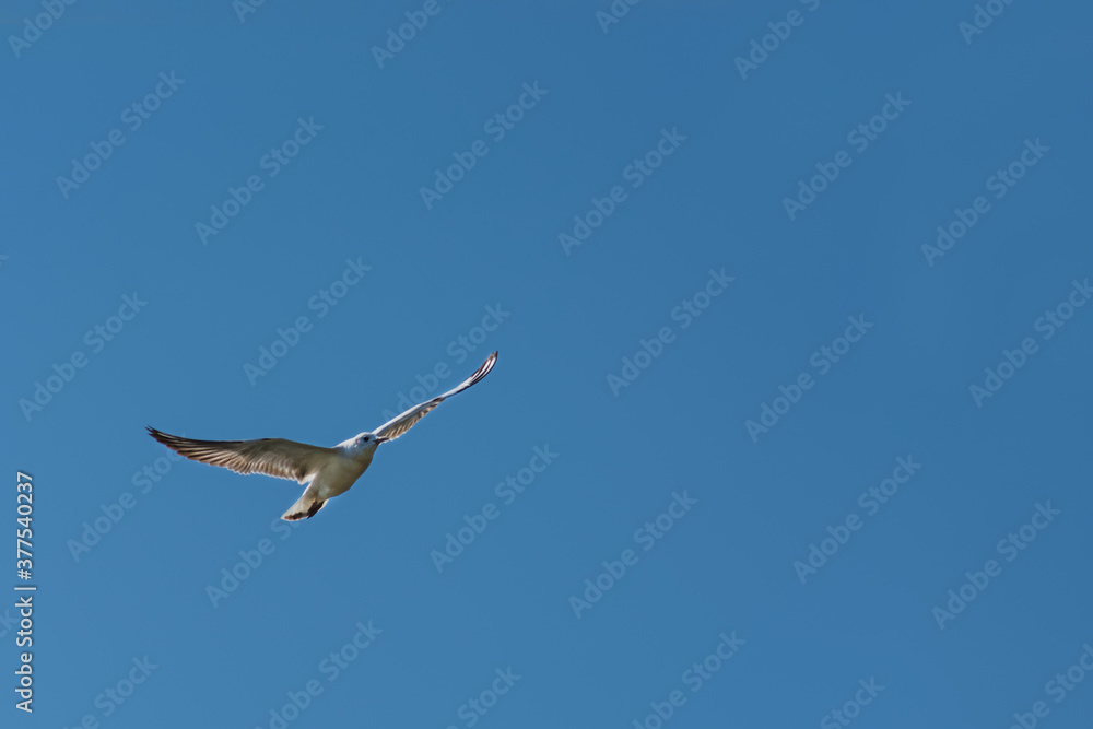 Fototapeta premium A seagull is flying up in the clean blue and cloudless sky. Bird wings are spread apart