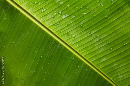 Water on the leaves. Green banana leaves have water perched on top  Green banana leaf wet  Banana leaves zoom in close