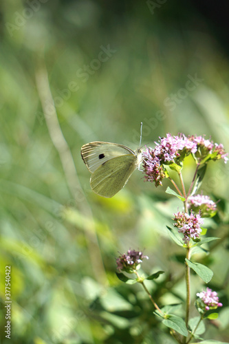 kleiner Schmetterling auf einer Blume