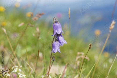 Glockenblume  Campanula